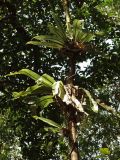 Asplenium nidus