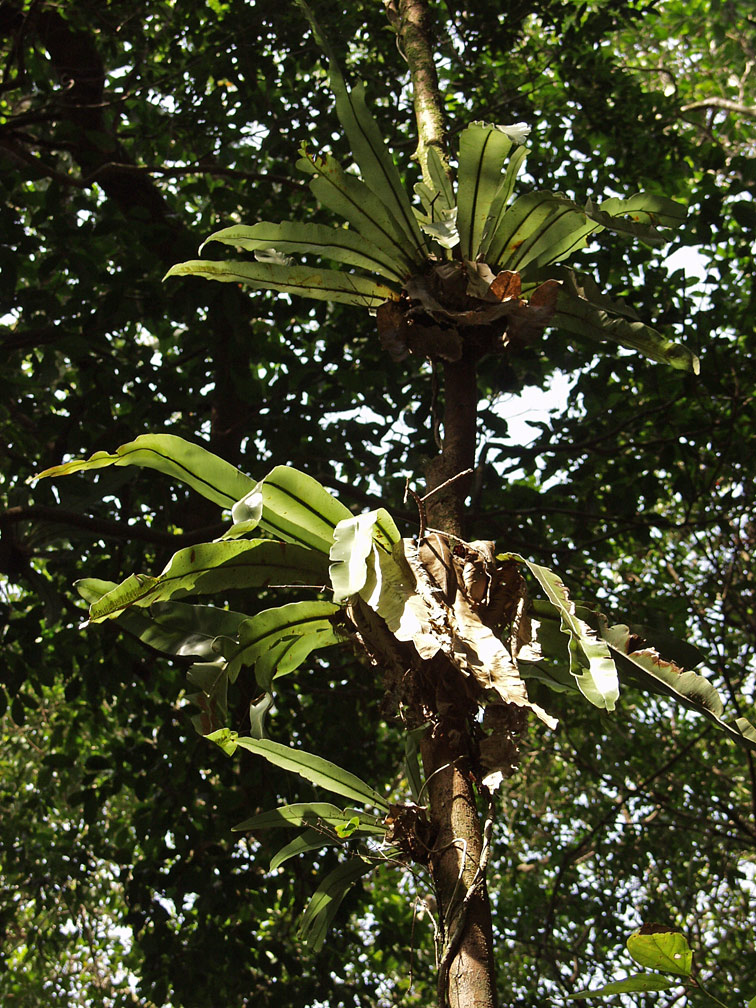 Image of Asplenium nidus specimen.