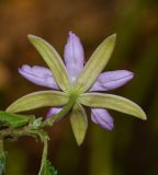 Grewia occidentalis. Цветок (вид со стороны чашечки). Израиль, Шарон, пос. Кфар Шмариягу, сквер, в культуре. 14.03.2017.