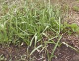 Ornithogalum boucheanum. Вегетирующие растения. Украина, Запорожский р-н, Дурная балка, разнотравная степь. 23.04.2017.