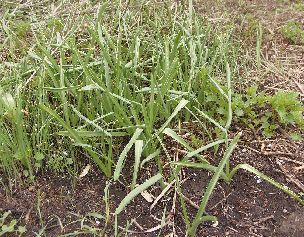 Image of Ornithogalum boucheanum specimen.