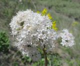 Valeriana tuberosa. Верхушка цветущего растения. Украина, Донецкая обл., Никольский р-н, запов. \"Каменные Могилы\", участок степи возле родника. 30.04.2017.