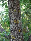 Salix caprea. Часть ствола. Амурская обл., Бурейский р-н, окр. с. Виноградовка, поляна с разнопородными деревьями. 17.07.2016.