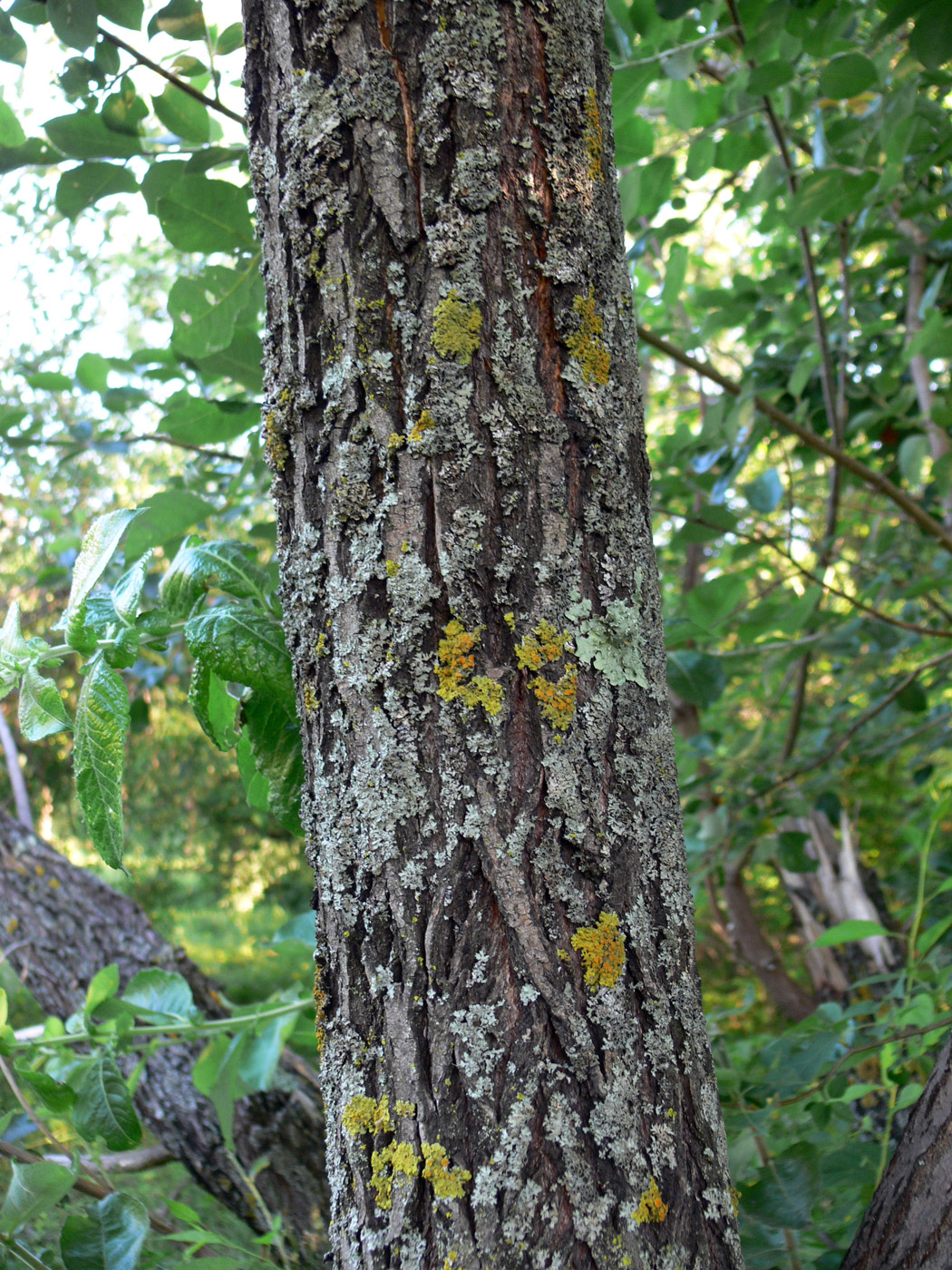 Image of Salix caprea specimen.