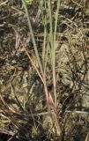 Dianthus polymorphus. Основания побегов. Краснодарский край, м/о город-курорт Анапа, окр. с. Витязево, Витязевская коса, закреплённые пески. 7 июня 2017 г.