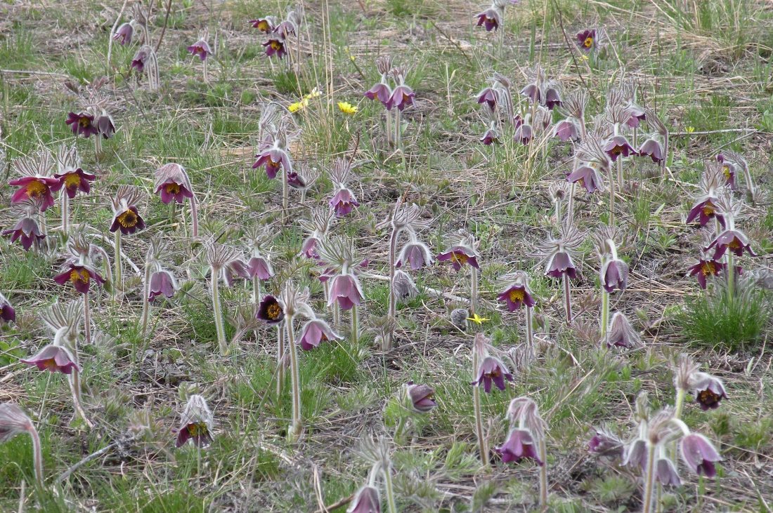 Изображение особи Pulsatilla ucrainica.