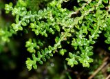 Selaginella rossii