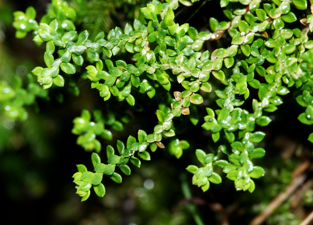 Изображение особи Selaginella rossii.