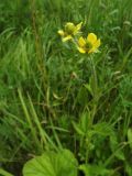 Geum aleppicum