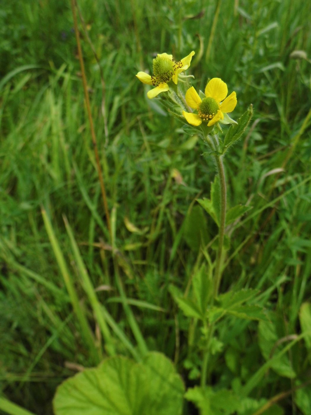 Image of Geum aleppicum specimen.
