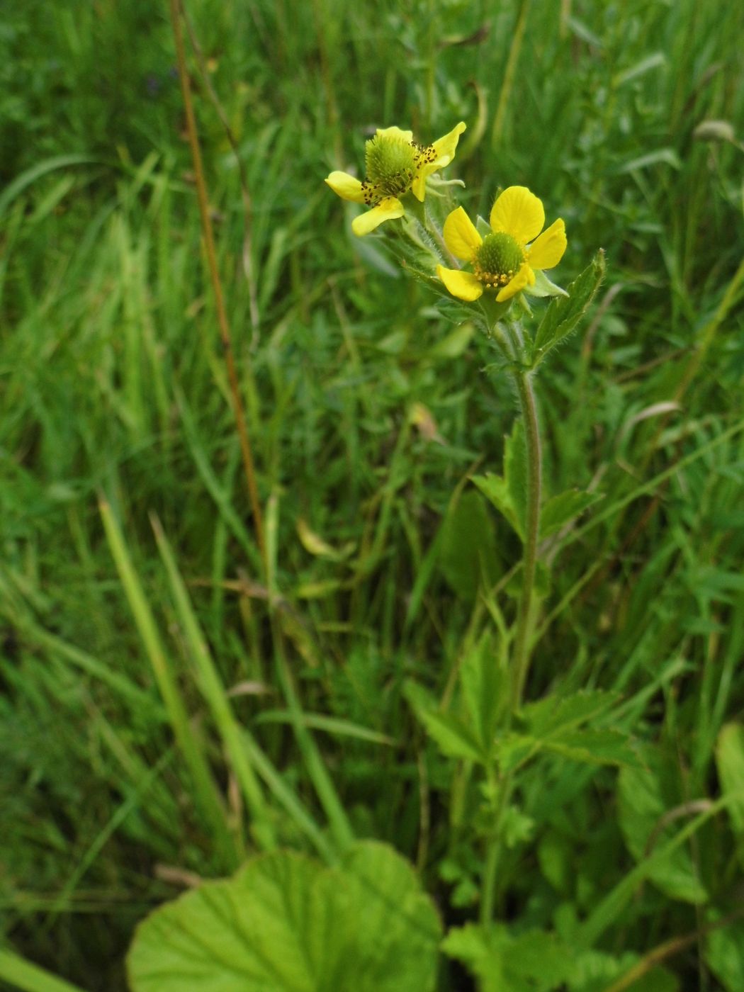 Изображение особи Geum aleppicum.