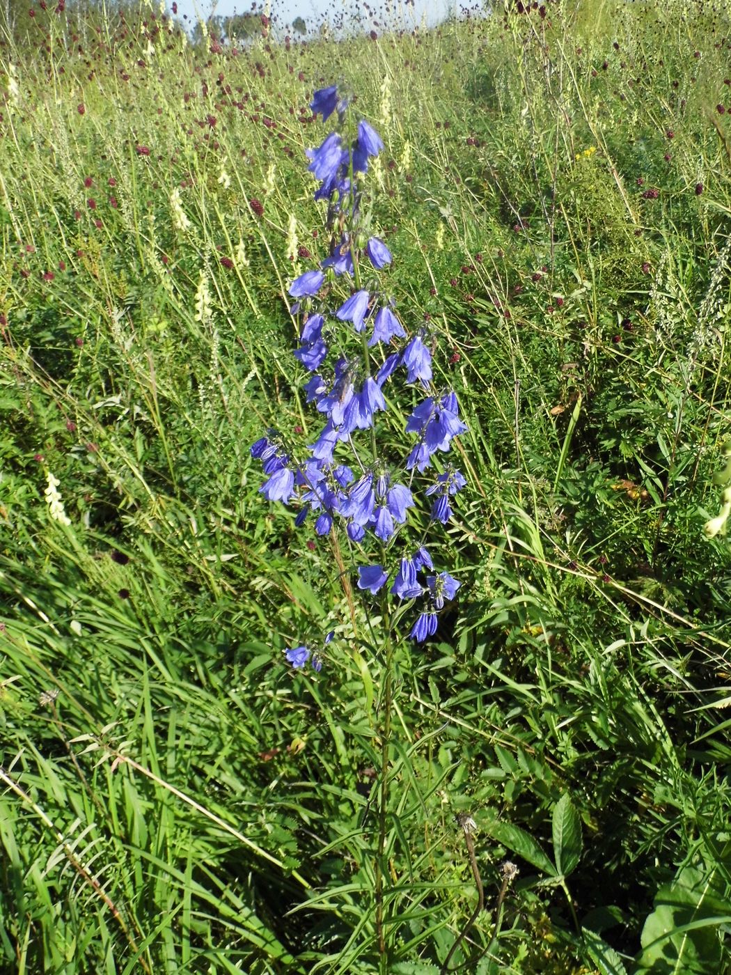 Изображение особи Adenophora coronopifolia.