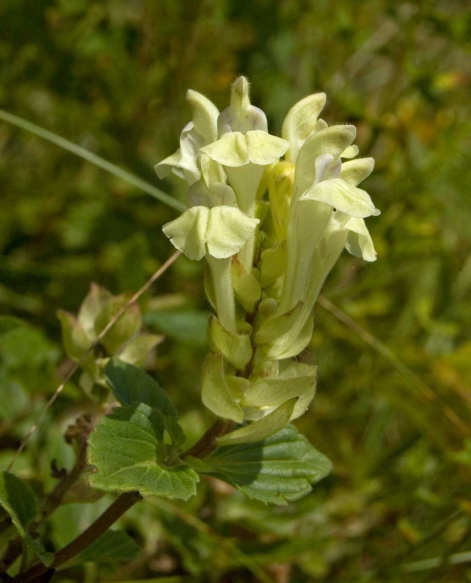 Изображение особи Scutellaria supina.