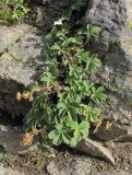 Potentilla brachypetala