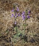 Salvia virgata. Цветущее растение. Крым, г. Севастополь, вершина Сапун-горы, скошенная поляна вдоль асфальтовой дорожки. 14.08.2017.