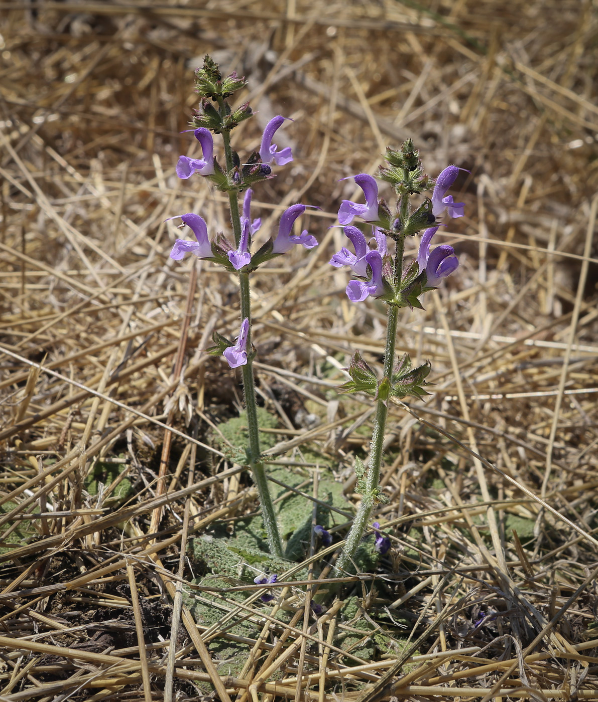 Image of Salvia sibthorpii specimen.