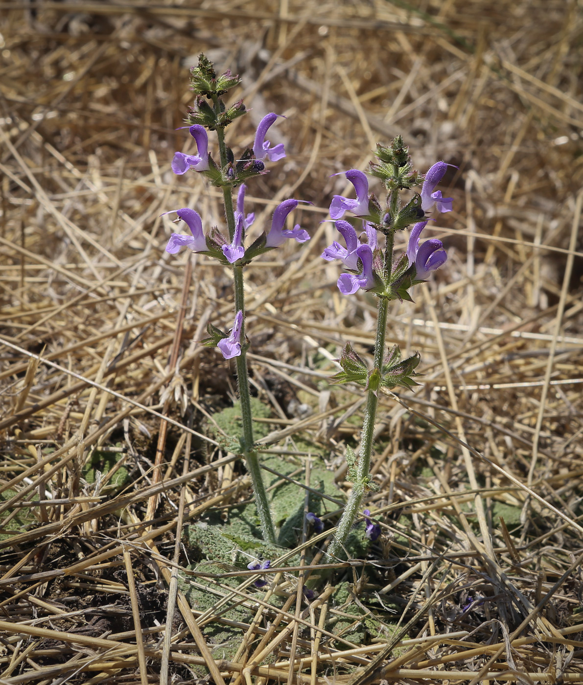 Изображение особи Salvia virgata.