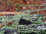 genus Cladonia