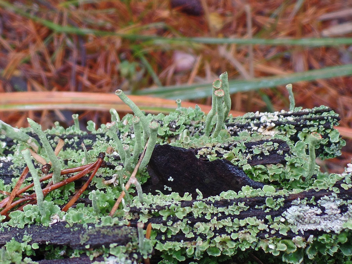 Изображение особи род Cladonia.