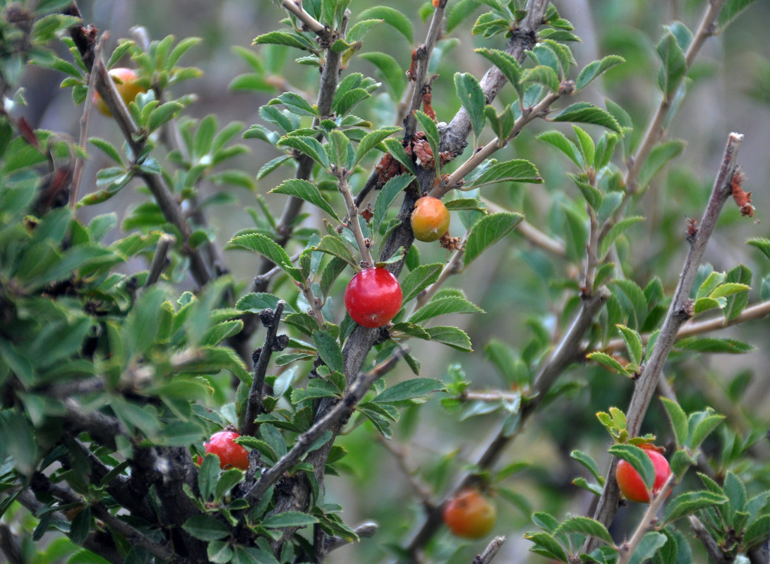 Изображение особи Cerasus tianshanica.