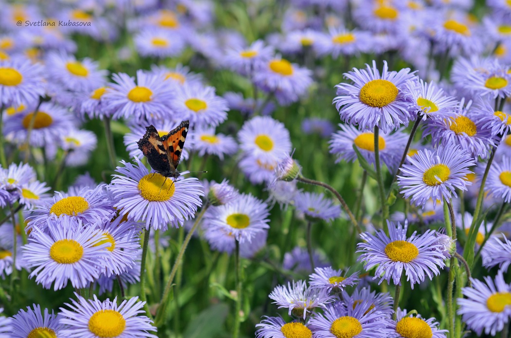 Изображение особи род Erigeron.