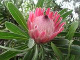 Protea cynaroides. Верхушка побега с соцветием. Австралия, г. Брисбен, ботанический сад. 26.02.2017.