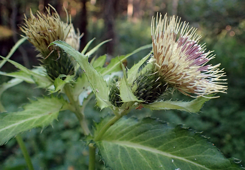 Image of Cirsium oleraceum specimen.