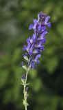 Salvia