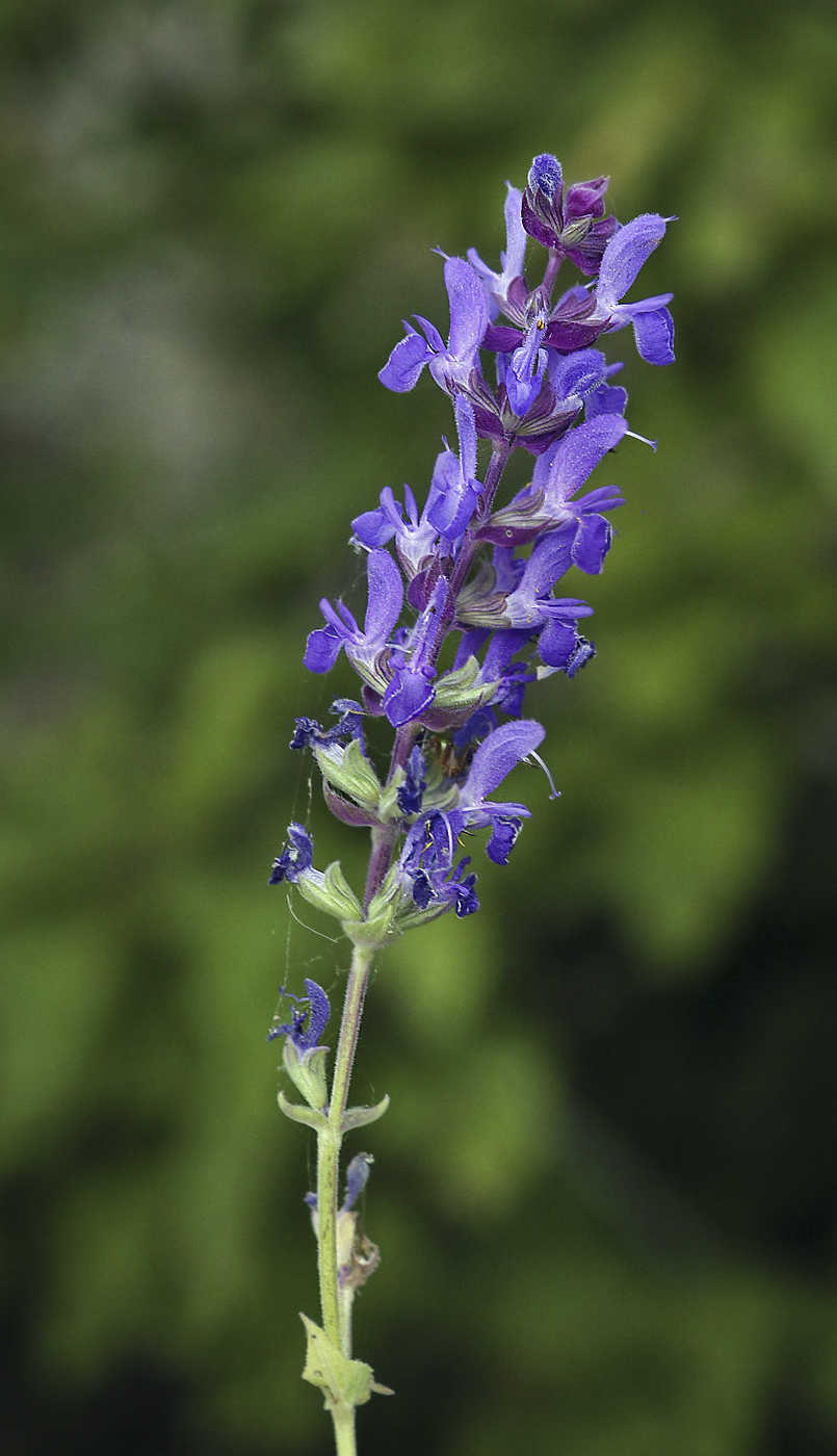 Изображение особи род Salvia.