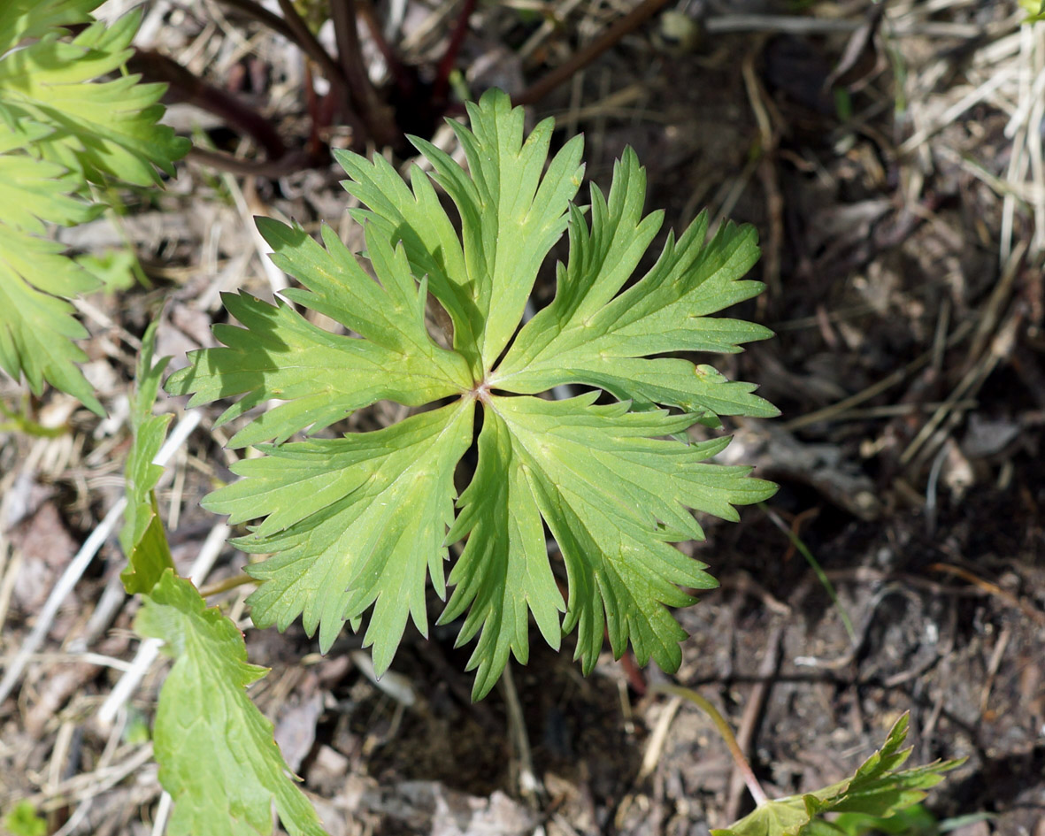 Image of Trollius sibiricus specimen.