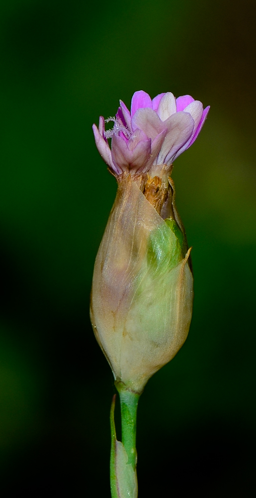 Изображение особи Petrorhagia dubia.