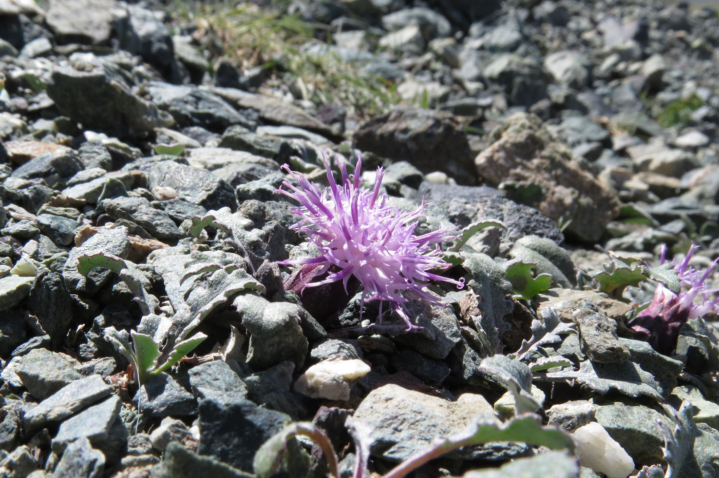 Image of genus Saussurea specimen.