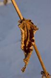 Crepis sibirica