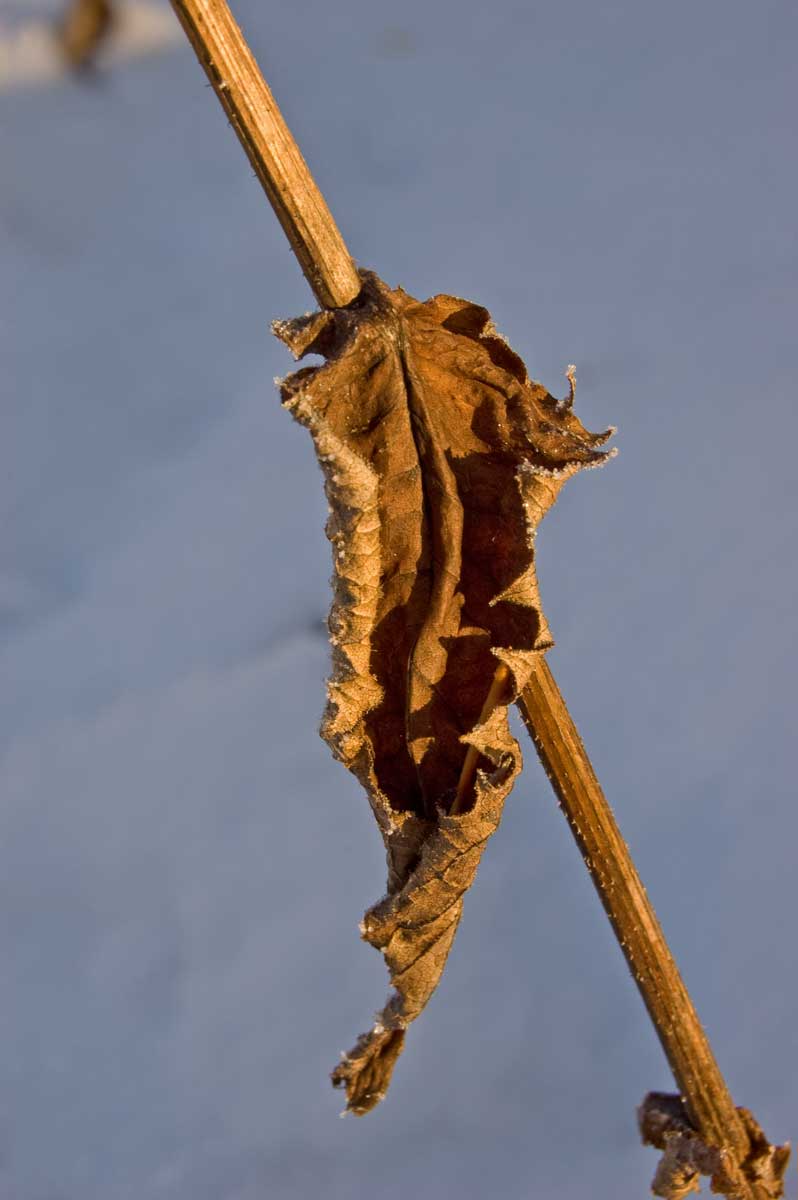 Image of Crepis sibirica specimen.