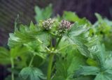 Geranium sylvaticum. Верхушка растения с развивающимися соцветиями. Пермский край, г. Пермь, Кировский р-н, обочина грунтовой дороги вдоль садовых участков. 20.05.2017.