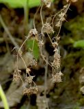 Alchemilla dura