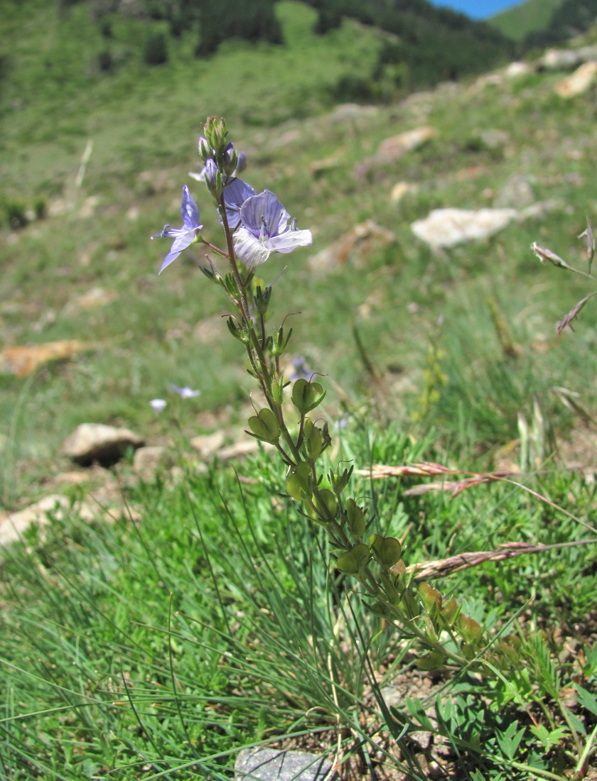 Изображение особи Veronica multifida.