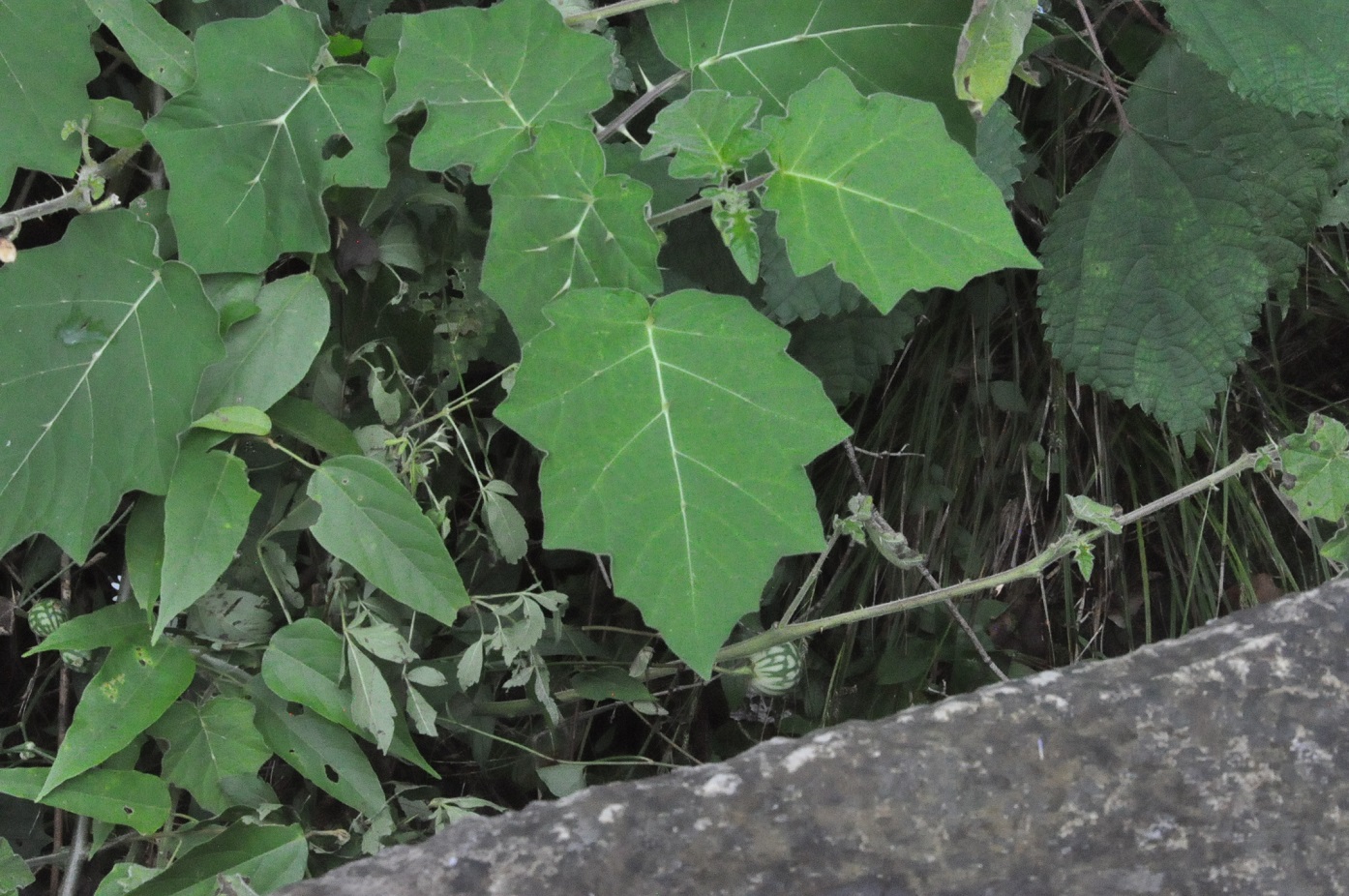 Image of genus Solanum specimen.