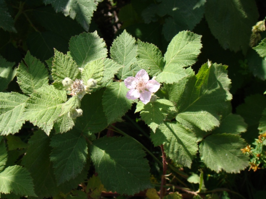 Изображение особи Rubus sanctus.