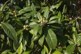 Eriobotrya japonica