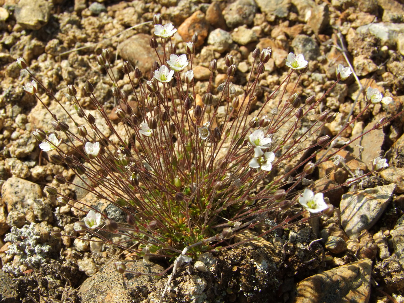 Image of Minuartia rubella specimen.
