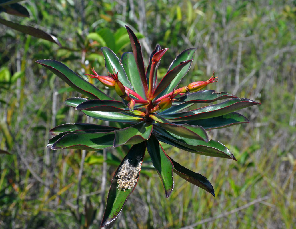 Изображение особи Ploiarium alternifolium.
