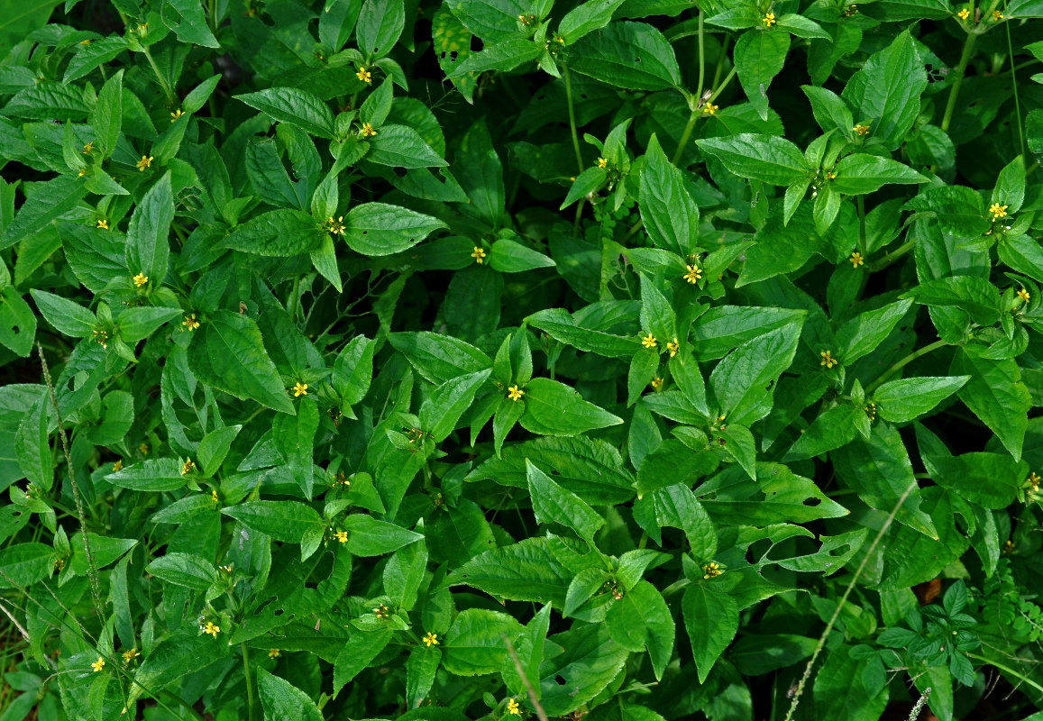 Image of Synedrella nodiflora specimen.