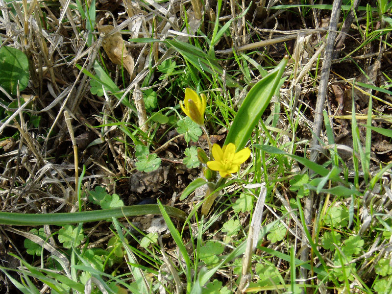 Image of Gagea capusii specimen.