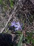 Vinca herbacea