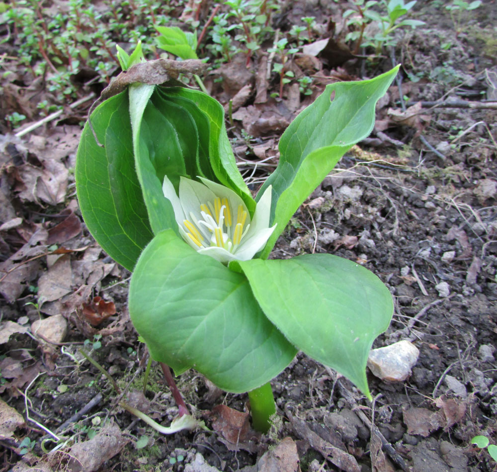 Image of Paris japonica specimen.