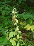 Corydalis marschalliana