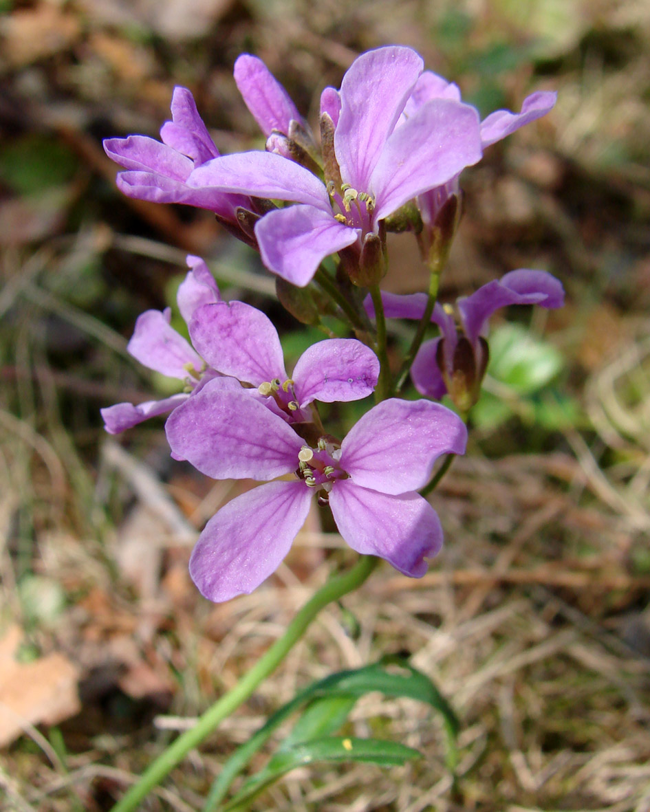 Изображение особи Cardamine trifida.