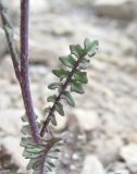 Brassicaceae