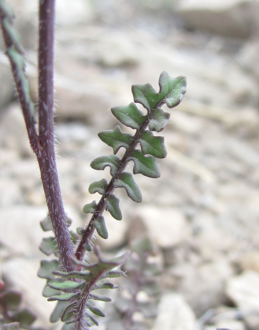 Изображение особи семейство Brassicaceae.